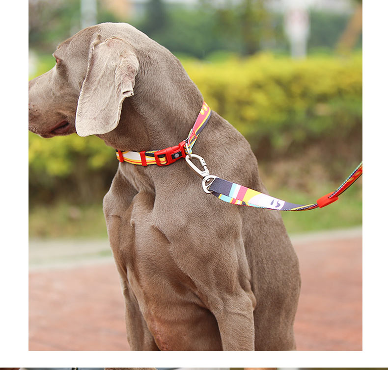 cool dog leashes.jpg